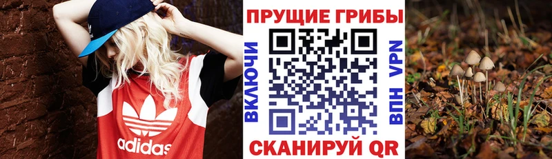 маркетплейс официальный сайт  Изобильный  Псилоцибиновые грибы GOLDEN TEACHER  купить  цена 